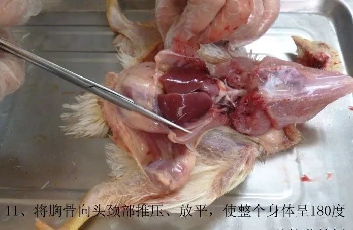 家禽常见疾病及检测方法书籍,家禽养殖疾病诊断