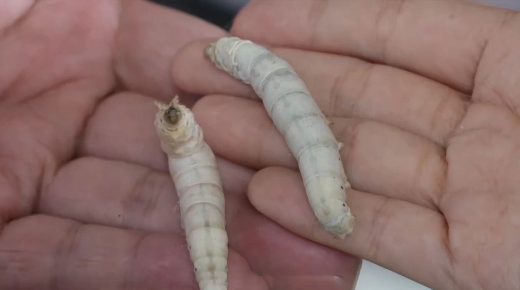 摘桑养蚕赚钱,种桑养蚕致富的成功经验