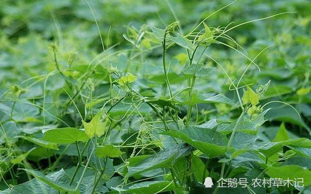 鍐滄潙缁忓父绉嶇殑鍙粈涔堢摐鍠傜尓,鐡滆嫍鐢ㄦ潵鍠傜尓