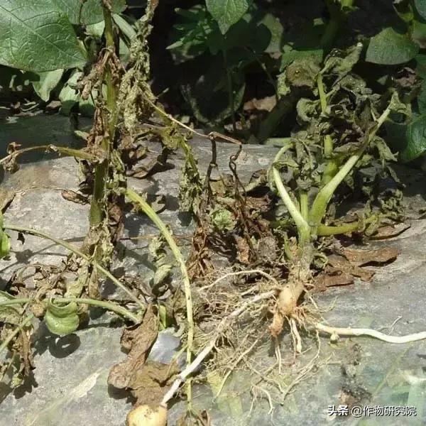 马铃薯黑胫病病害及防治方法,马铃薯常见病害有哪些