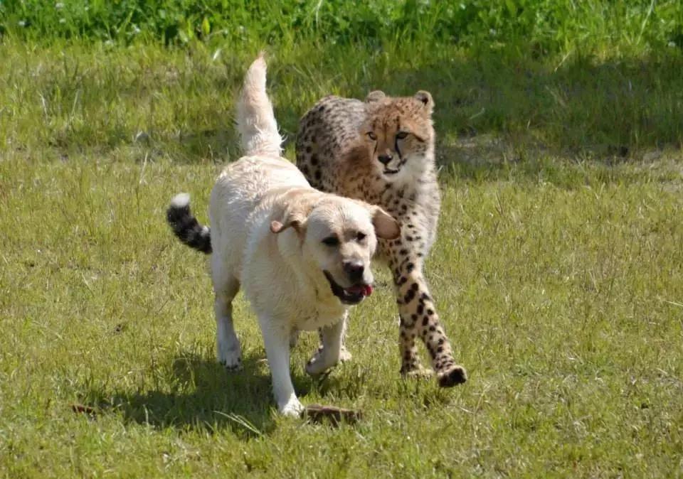 狗狗真是一种神奇的动物,狗狗是什么科的动物