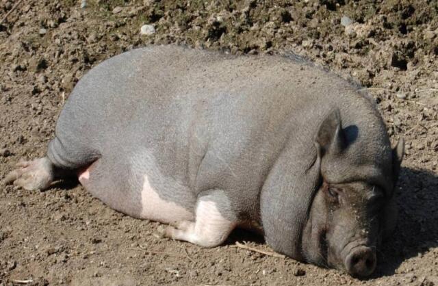 怎样饲养母猪才会高产不返情,养殖户管理方法