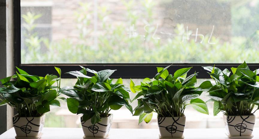 绿萝生长稀疏不密怎么办,绿萝怎么养才能更旺盛小知识