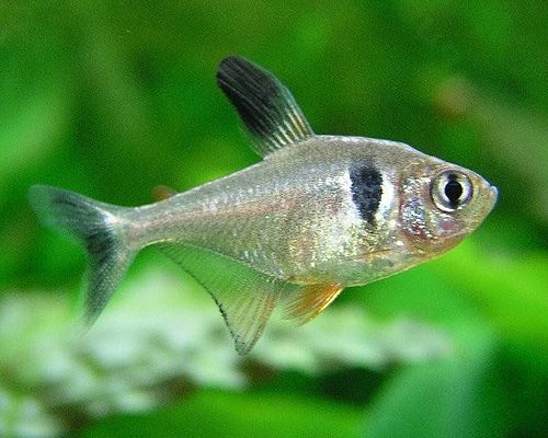 十大养不死的热带鱼观赏鱼排名,十大养不死的小型热带鱼