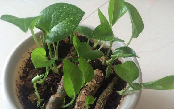 怎么养绿萝爆盆又不长藤求回答,养绿萝最正确的方法