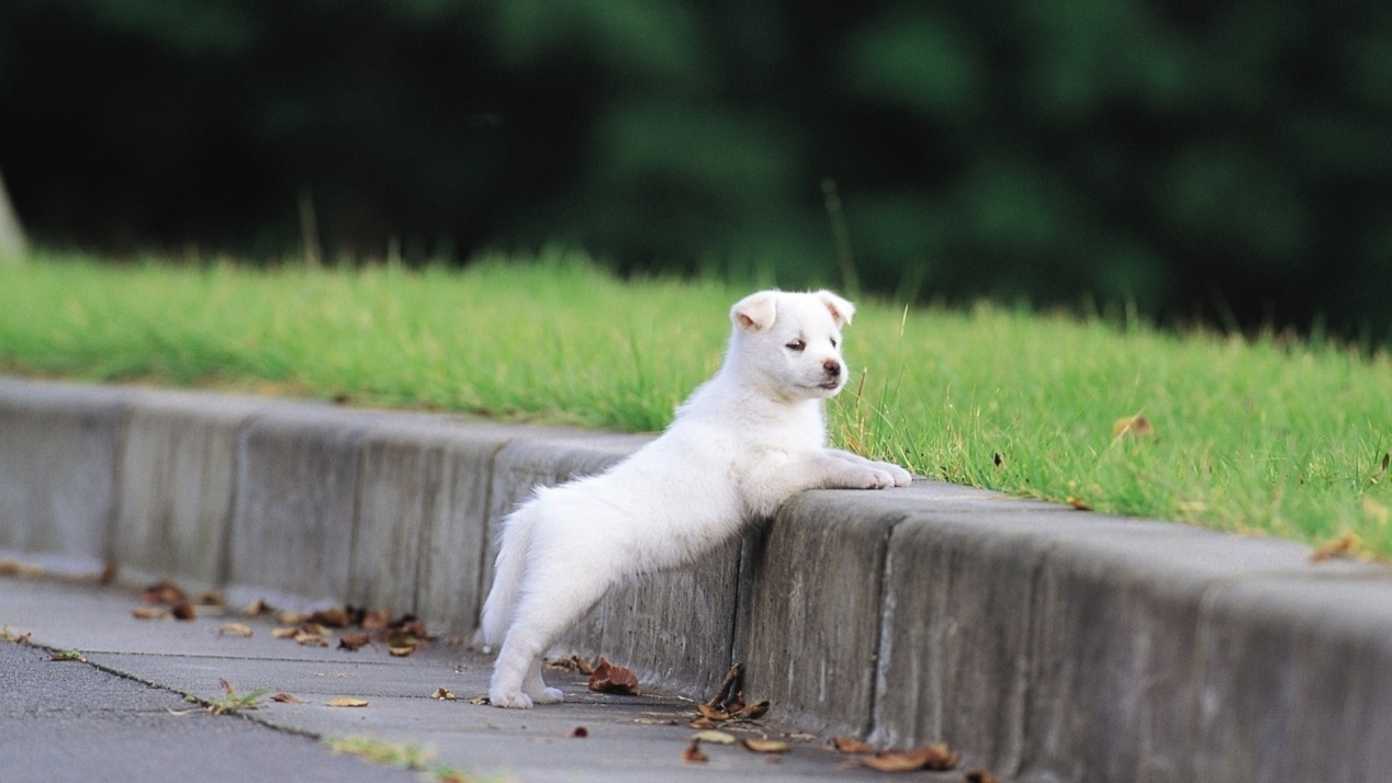 不一样的铲屎官,新手铲屎官养什么狗好