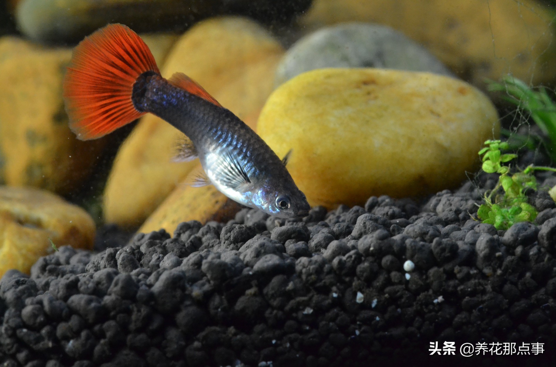 热带鱼生态鱼缸,热带鱼生态鱼缸养殖必备条件