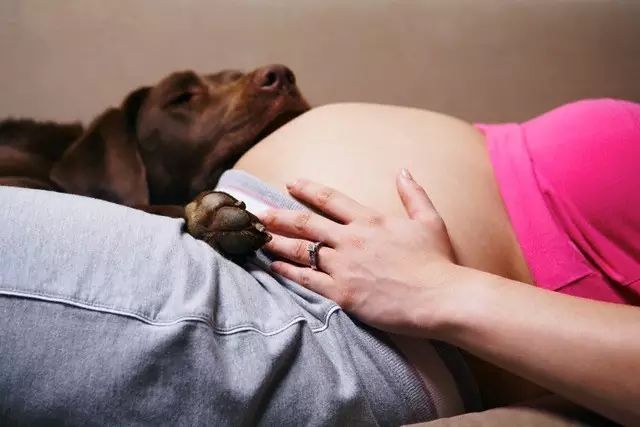 怀孕养狗会生出怪物吗,养狗狗会不会影响怀孕