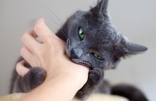 撸猫被咬打疫苗,撸猫撸了一会就咬人