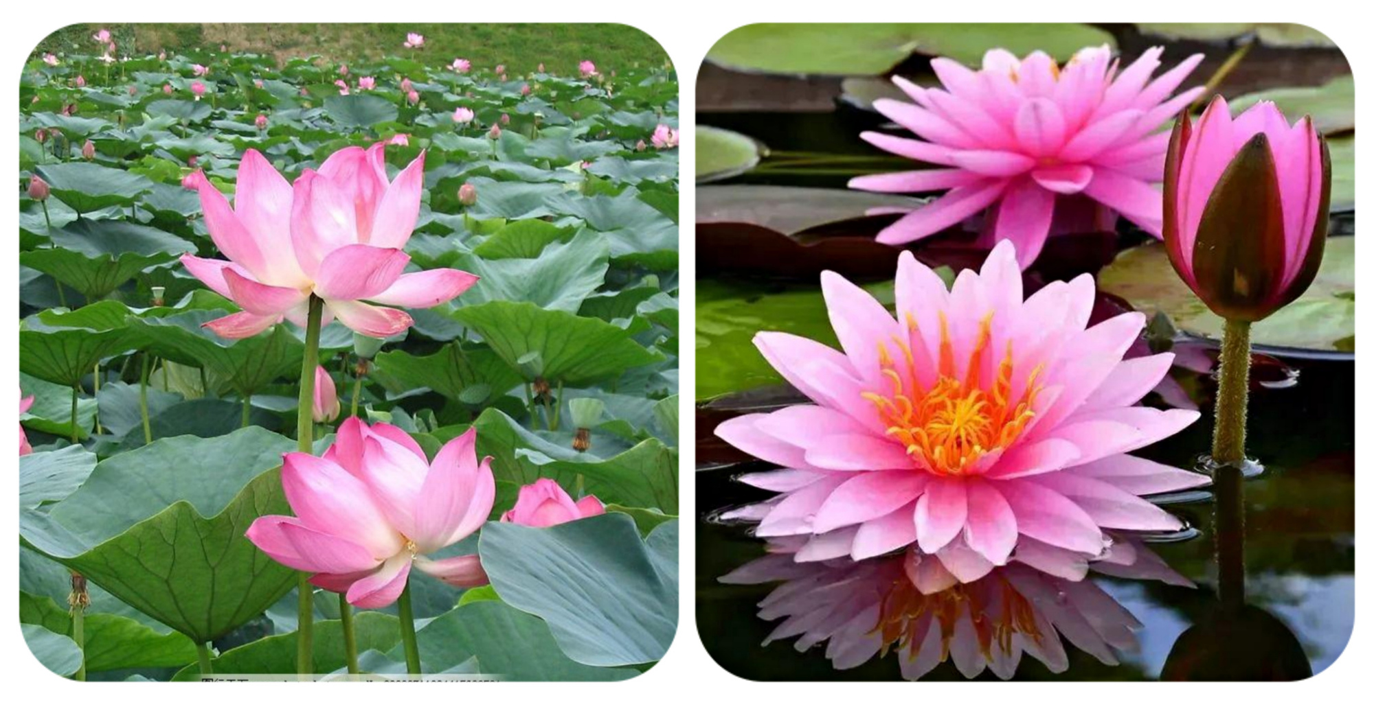 绿化带常见植物名称及图片,100种绿化带或路边常见的花草