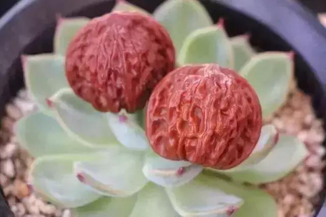 还有哪些玩包浆的小技巧,包浆效果怎么弄