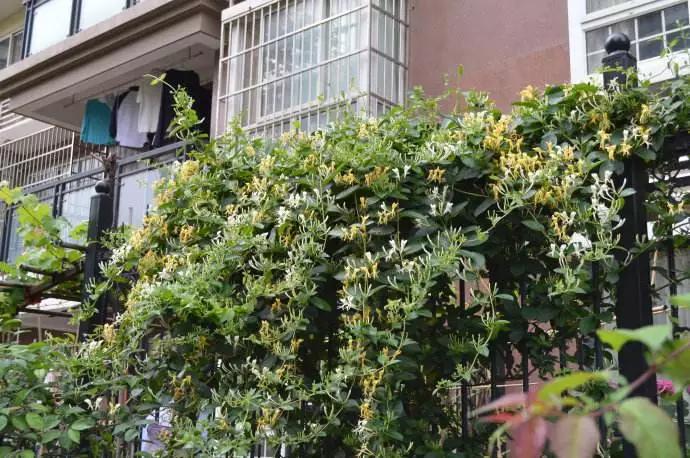 适合阳台养的四季开花有花香的花,花期长耐热耐寒又好养的花卉