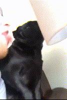 舌头舔狗狗狗会认为什么,人舔狗狗会怎么样