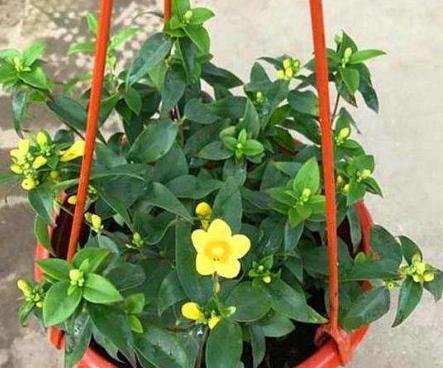 刚买回来的法国香水茉莉怎样上盆,香水茉莉花换盆教程