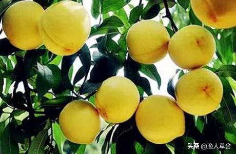 桃子树如何才能让果变甜,桃子树结满密密麻麻的桃子怎么办