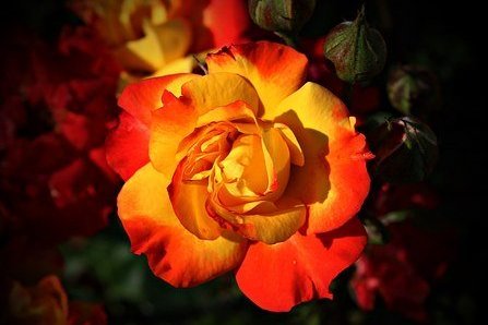 双鱼女无法抗拒的类型,12星座女让男人无法抗拒的魅力