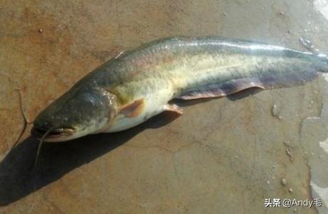 刺少鲜美的鱼,什么鱼营养不比甲鱼差