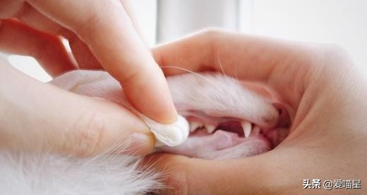 猫咪日常清洁护理，这七件事你做了吗？