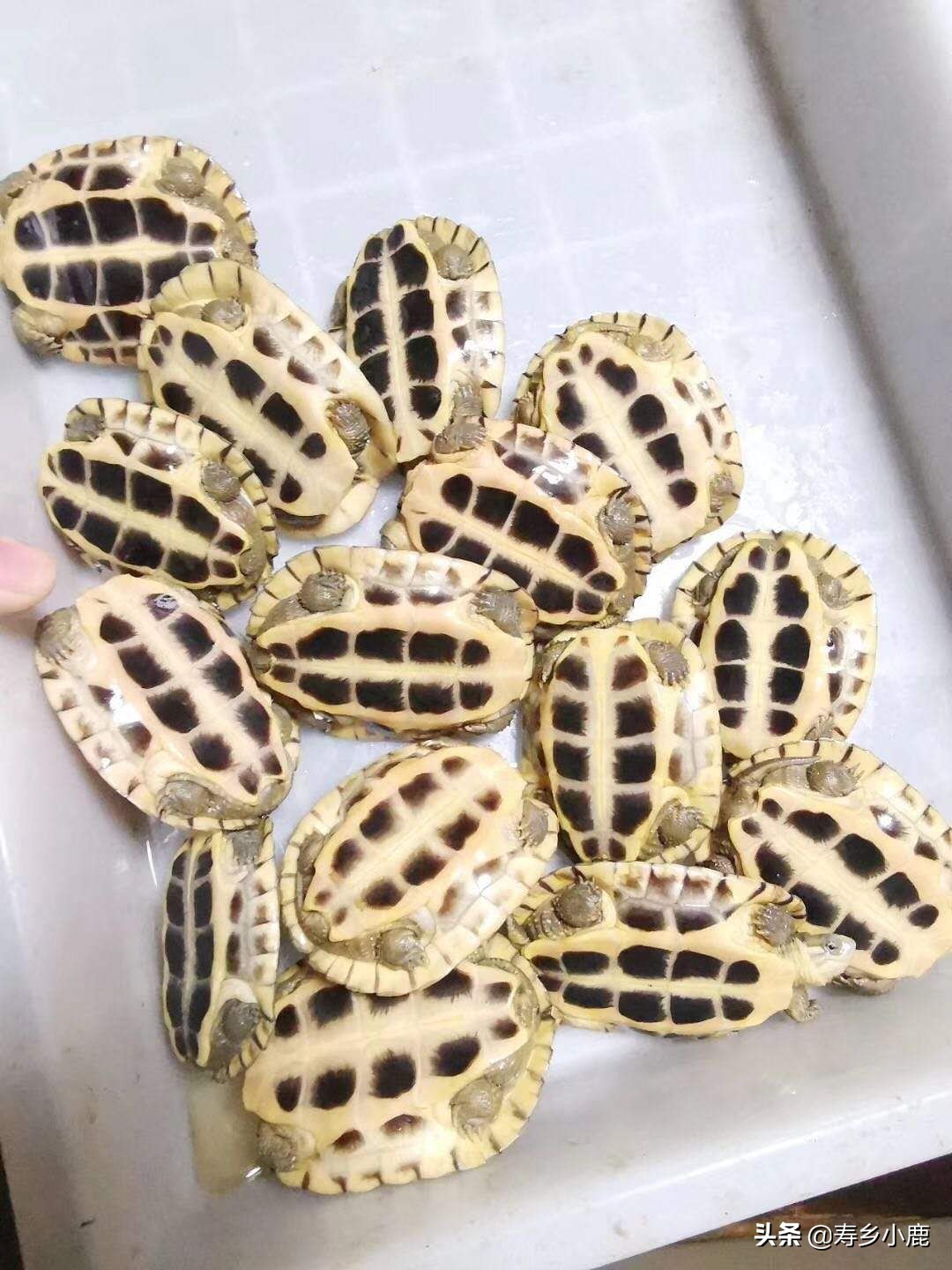 适合新手养的冷水龟,养龟冷水好还是温水好