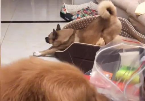 狗狗不停做伸懒腰动作,狗狗整天趴着不运动