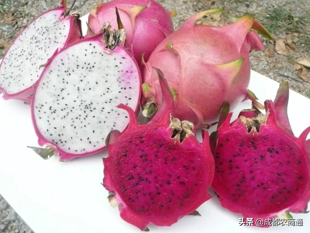 种植火龙果的视频,火龙果的种植技术主蔓何时打顶