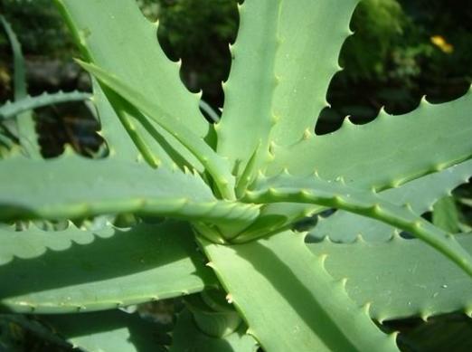 家具除甲醛最有效方法,除甲醛最好最快的方法