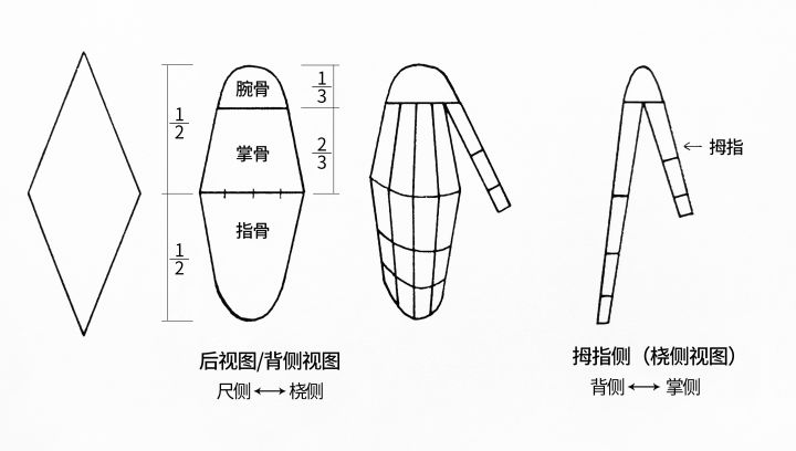 坚持学画,人体骨骼结构图素描肩胛骨