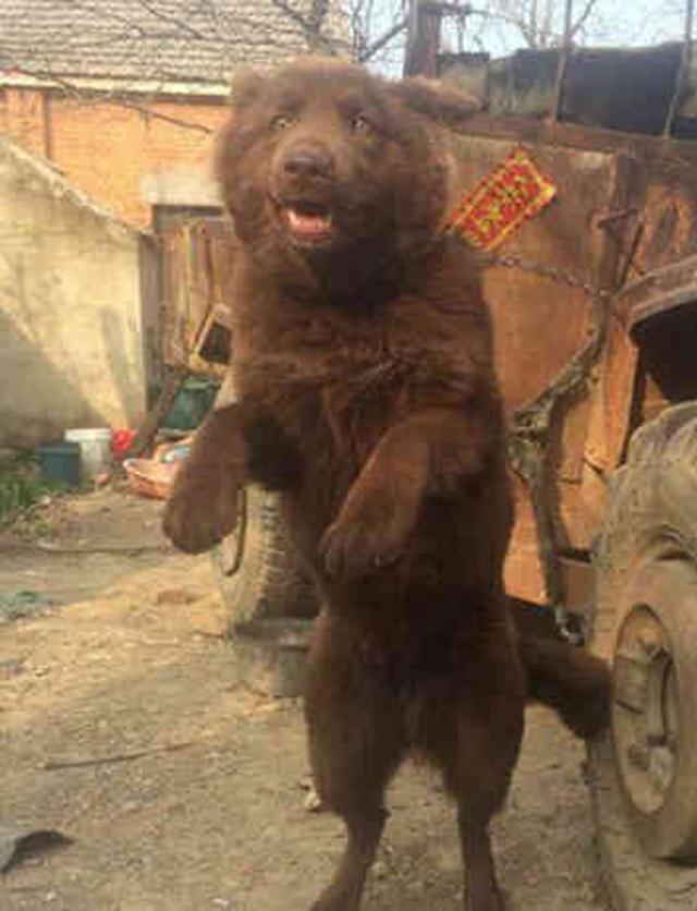 长得像熊的大型犬是什么品种图片,最像狗的熊是什么熊