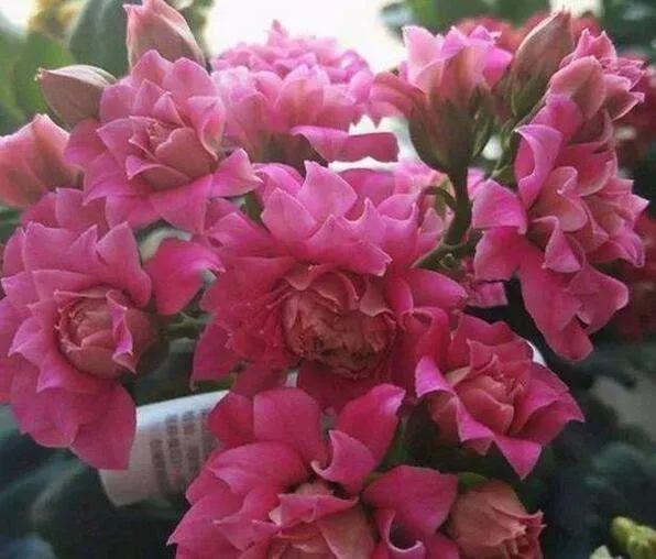 单瓣长寿花品种大全图,长寿花单瓣最好看的品种