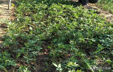 怎样种出高产花椒,农民种花椒技术视频