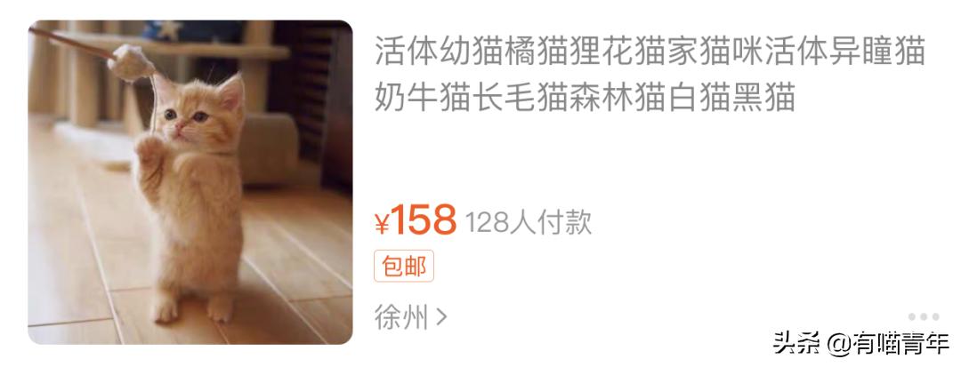 网上买的猫运回来死了,网上买猫三天送到半夜死了