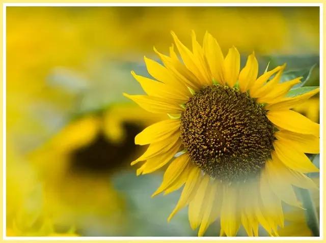 魔都四月赏花,魔都春季赏花好地方