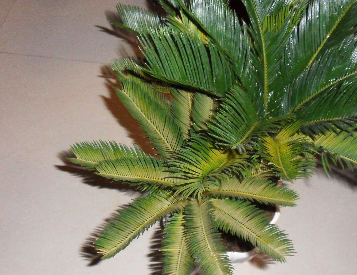 移栽的铁树为何叶子变黄了,铁树叶子变黄怎么办