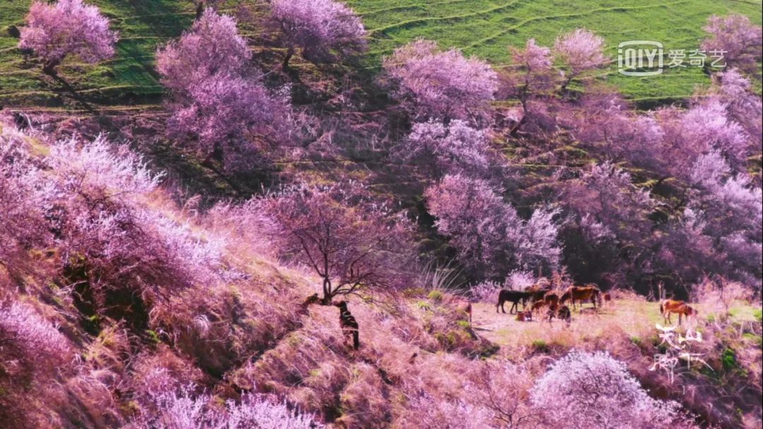 天山脚下纪录片,天山脚下纪录片完整版