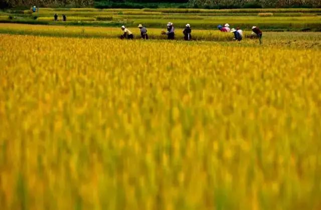 云南适合深秋游玩的地方,云南的秋天适合去哪些景点