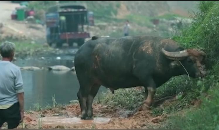 广西往年斗牛视频,广西斗牛比赛全集