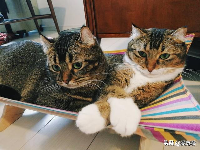 如何克服猫咪的紧张情绪,关于猫咪应激铲屎官应该了解一下