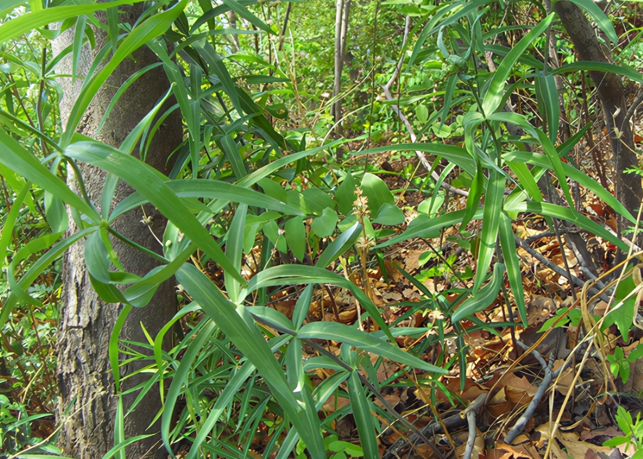 挖野生老虎姜,黄精又名老虎姜也叫仙人余粮