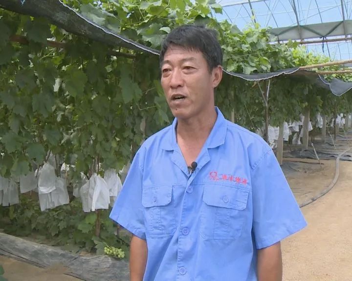 营口鲅鱼圈葡萄苗,营口鲅鱼圈葡萄种植