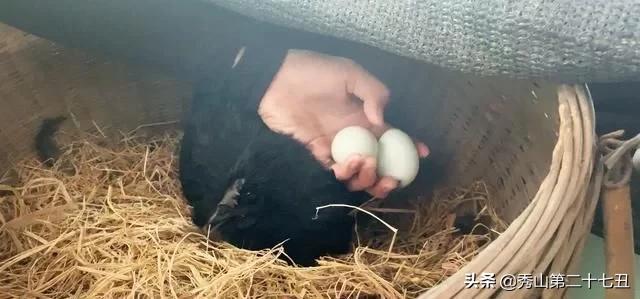 一万只土鸡卖柴鸡蛋年入百万,农村小伙养鸡一只鸡最贵卖1100元