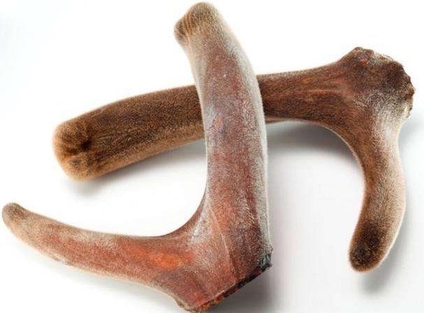 补肾益精鹿茸的功效与应用,补肾精的中草药鹿茸