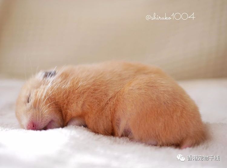 仓鼠能用玻璃笼吗冬天冬眠,天气很冷的时候仓鼠会躲在哪