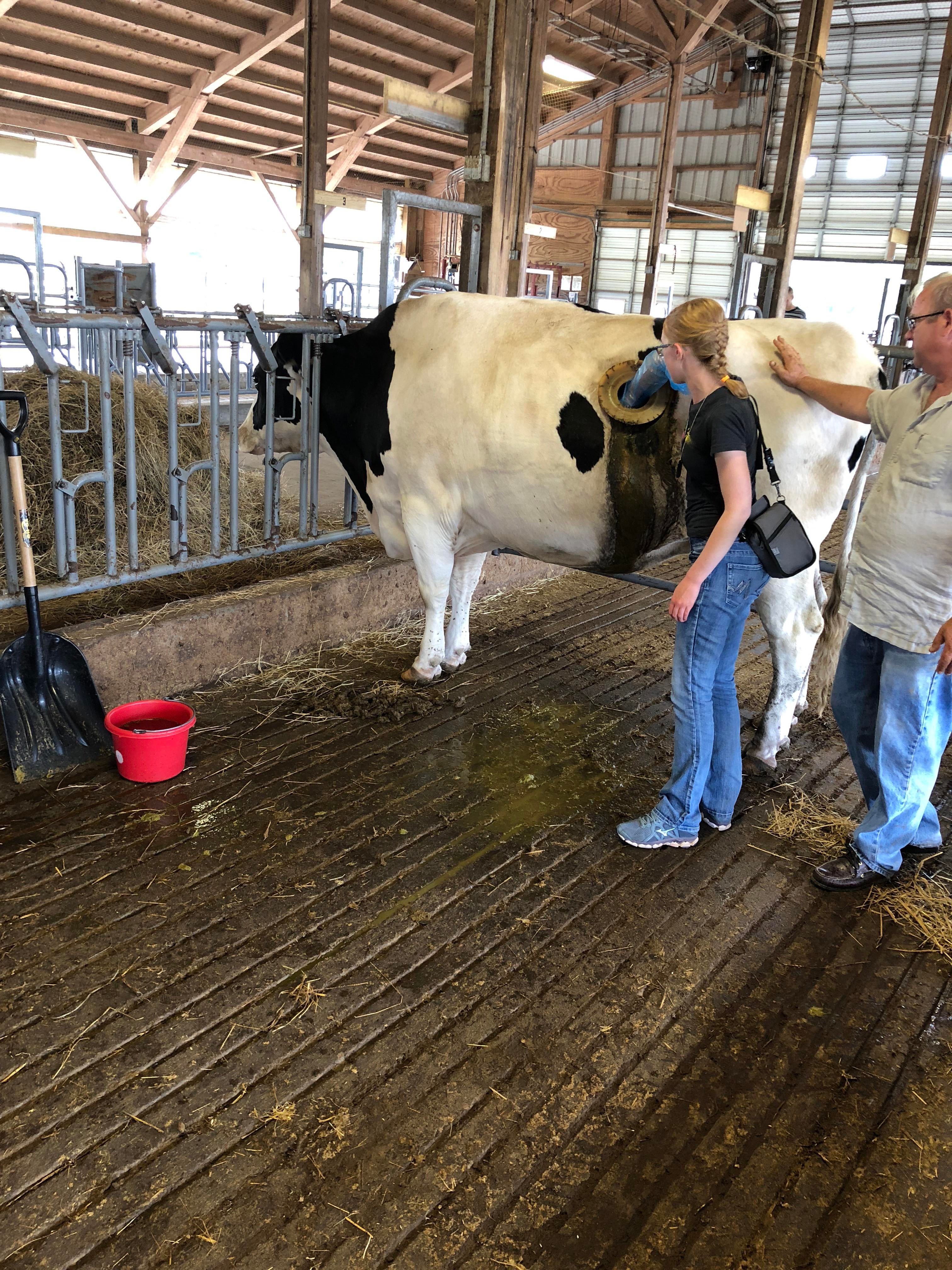 给牛身体上挖个洞是干啥用的,牛身上为什么要掏个洞