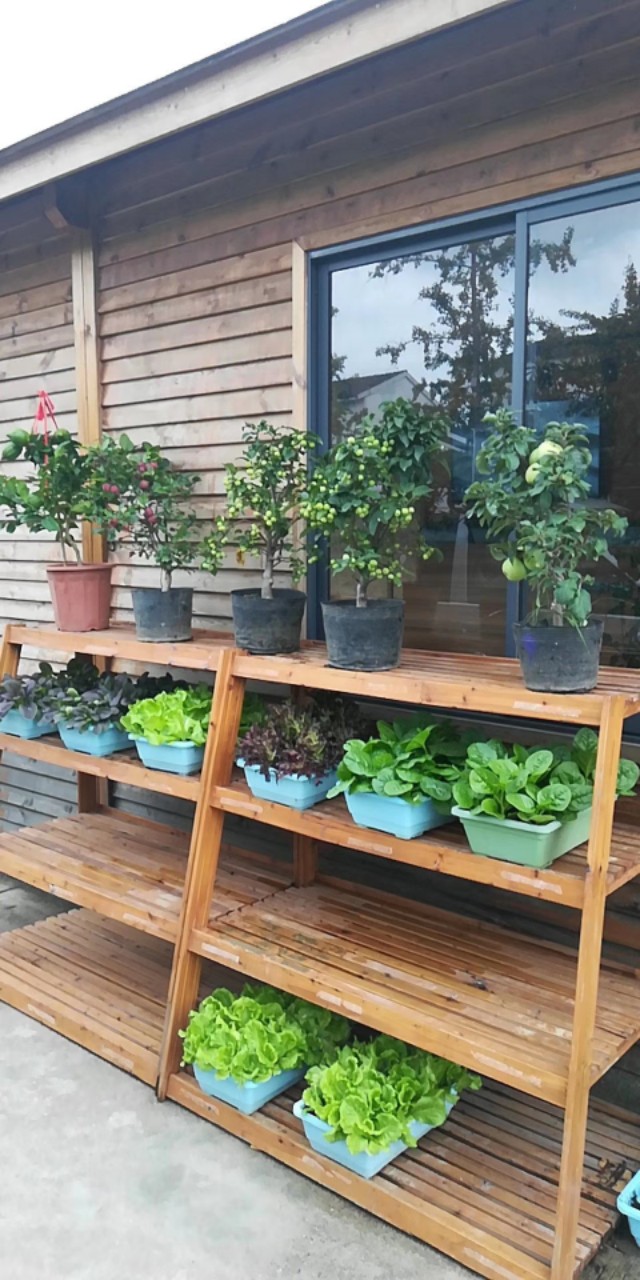 盆栽蔬菜在超市卖,太原阳台盆栽蔬菜哪里有卖