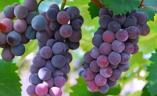 葡萄树苗发芽慢如何快一点生长,葡萄小树苗发芽的叶子怎么样呢