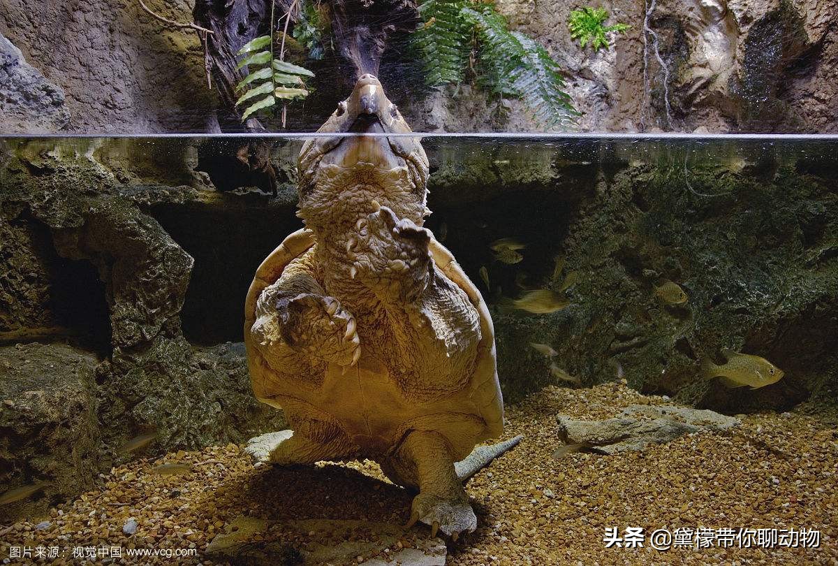 大鳄龟塌背翘甲怎么办,大鳄龟塌背是啥样的