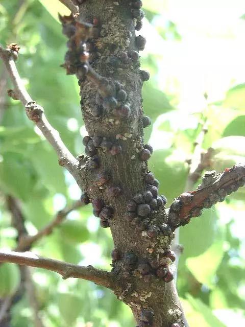 几月份蚧壳虫难治,蚧壳虫最有效治疗法