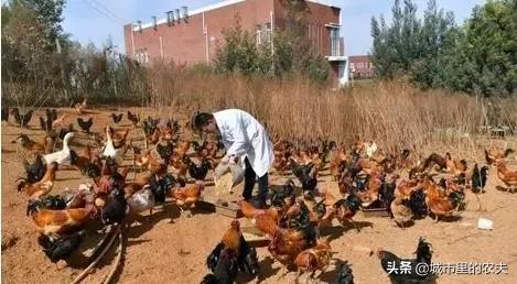 新农人创业的1000种方法,新农人生意思路和方法