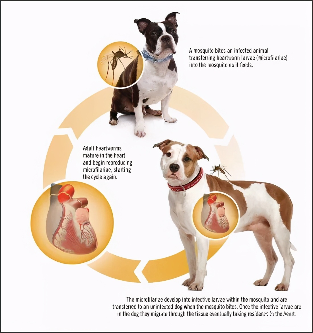 夏天蚊子多怎么给狗驱蚊,宠物用什么方法预防蚊子