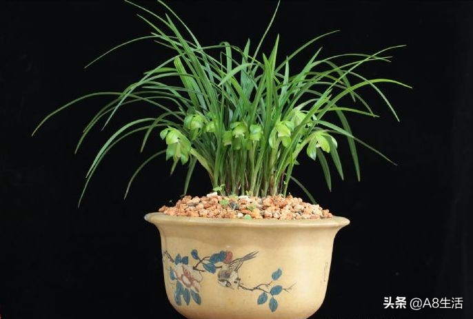 春兰张荷素兰花介绍,每日一品中国兰花春兰